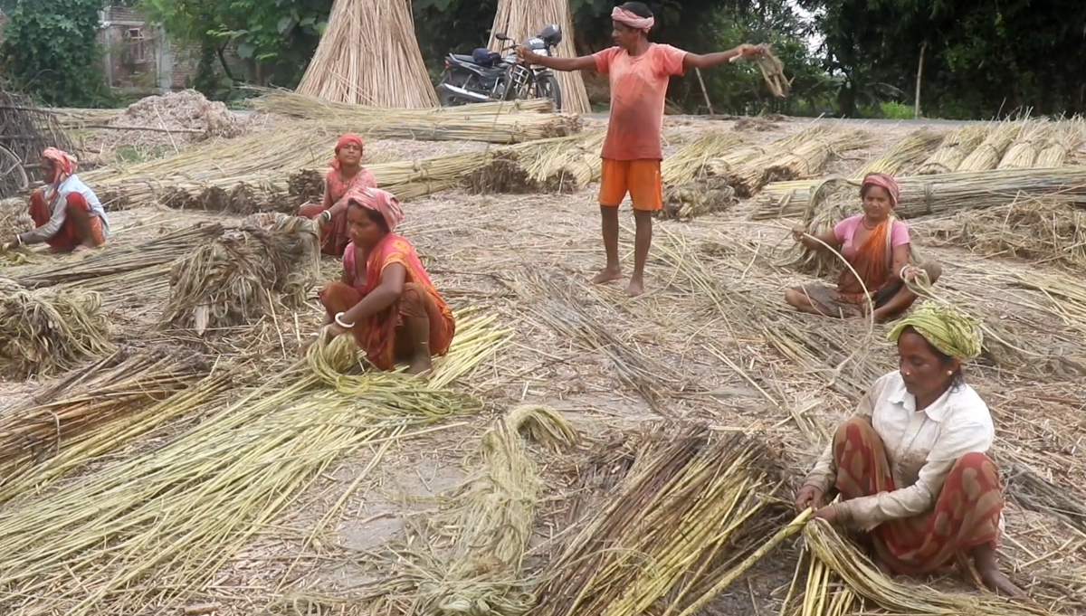 मल नपाएपछि निरास सुनसरीका जुट किसान 